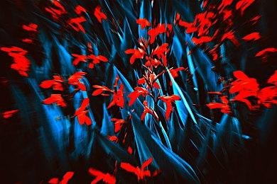 创造新历史！IEM卡托维兹站《星际争霸2》中国选手李培楠夺冠